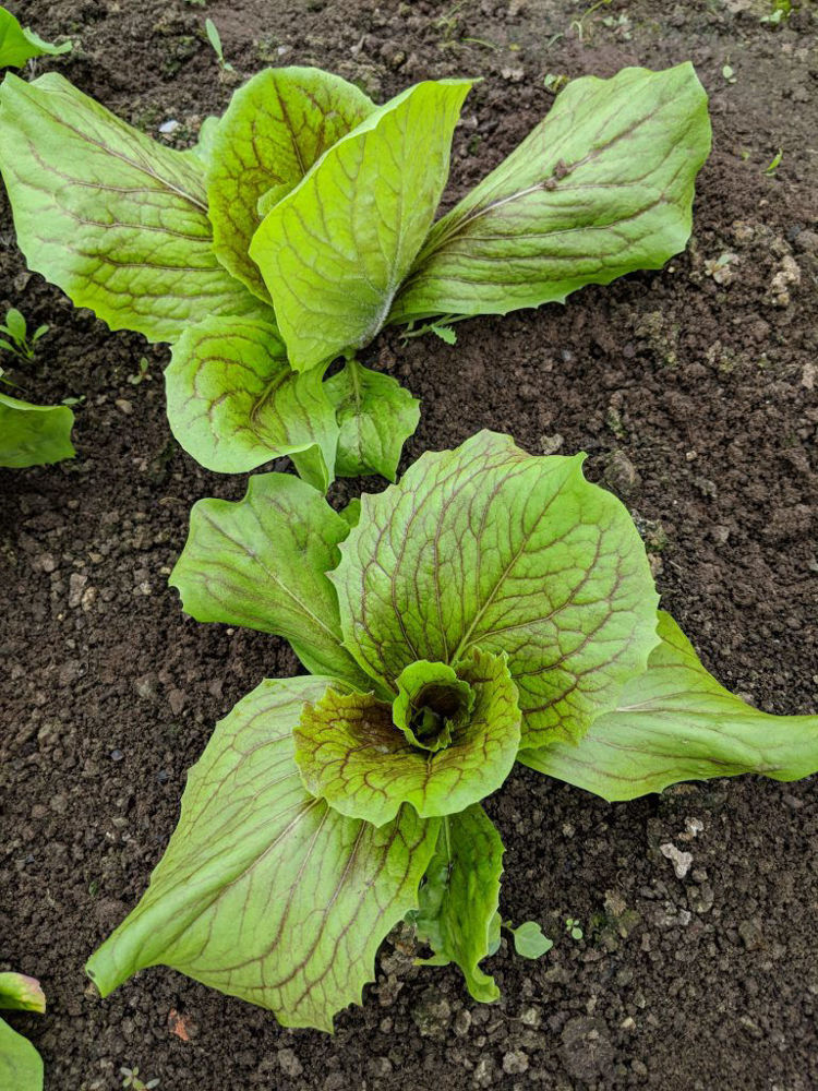 Non-certified organic greens
